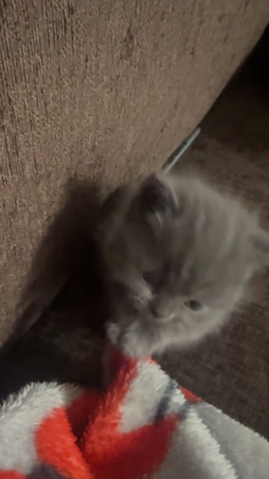 British Shorthair cats for sale: Kitten British shorthair  - Video 1