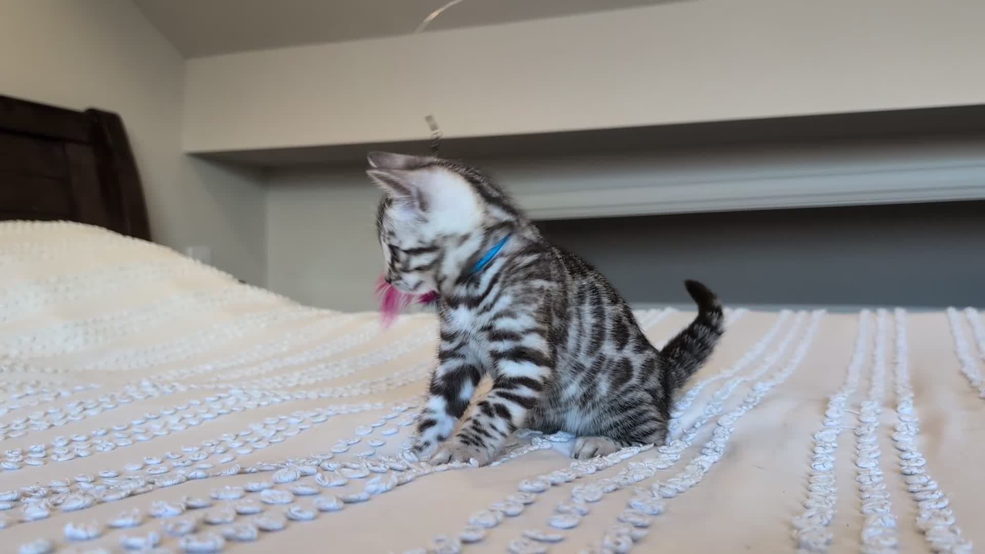 Bengal cats for sale: 🤍🩶🖤 Beautiful Bengal Kittens 🖤🩶🤍 - Video 3