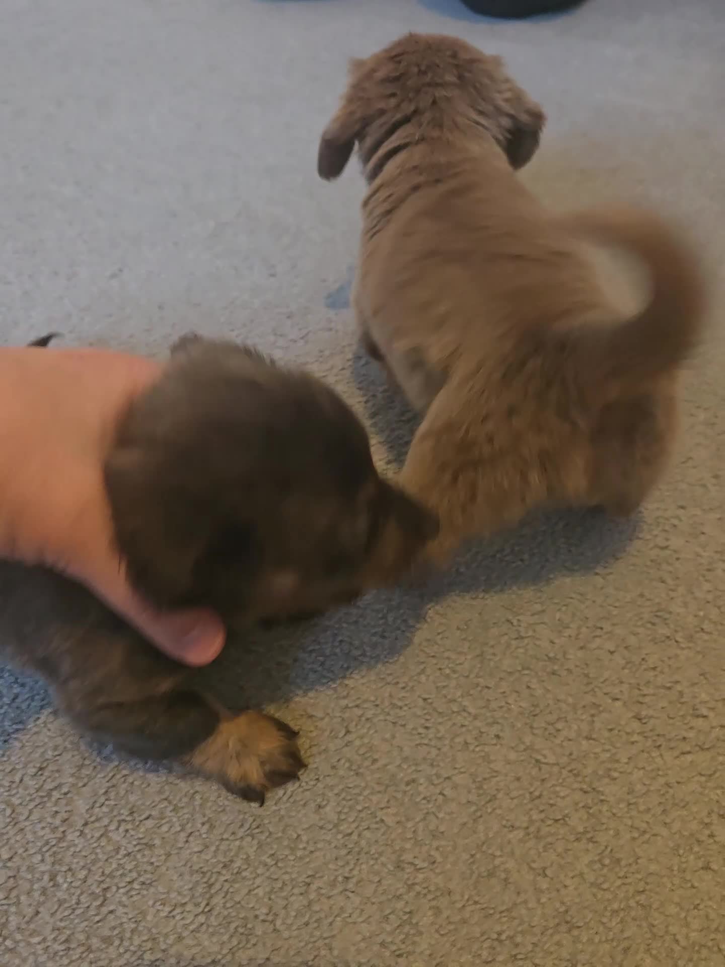 Dachshund dogs for sale: Mini dachshund long hair £850 each  - Video 3