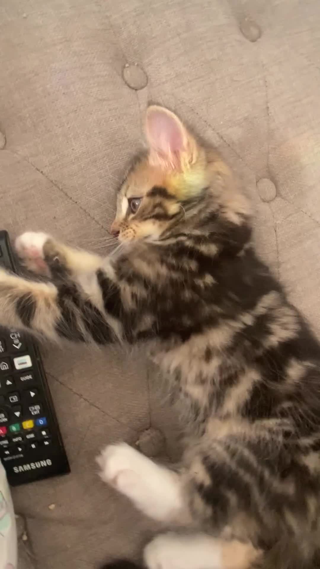 Mixed Breed cats for sale: Adorable kittens looking for their forever home 🐾 - Video 3