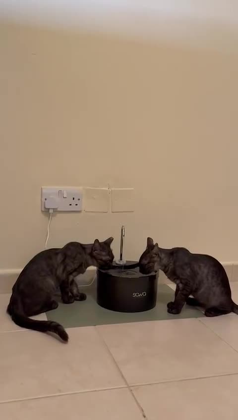 Mixed Breed cats for adoption: [Indoors Only] Lovely & Playful Trio Brothers - Video 1