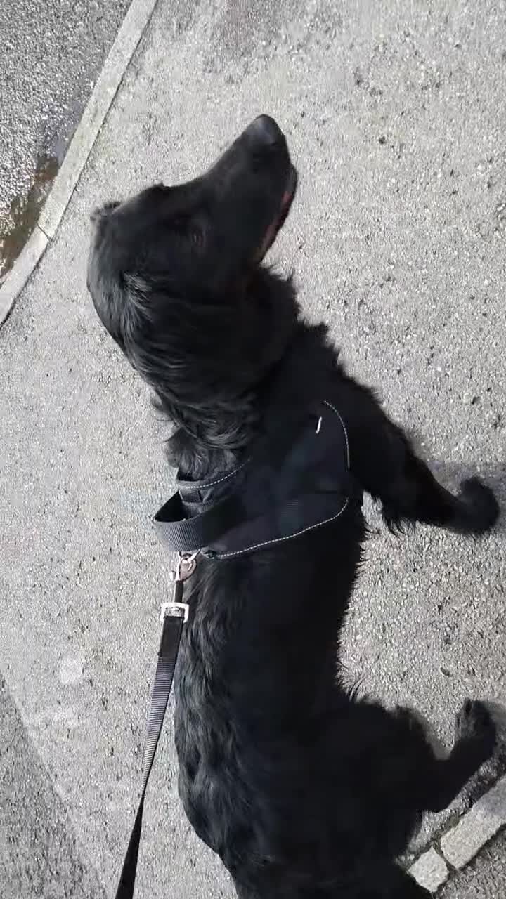 Mixed Breed dogs for sale: Cocker spaniel x German shepherd  - Video 1