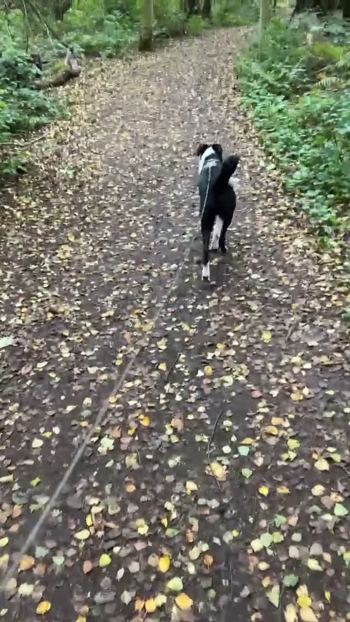 Border Collie dogs for sale: Border collie 8 months - Video 1