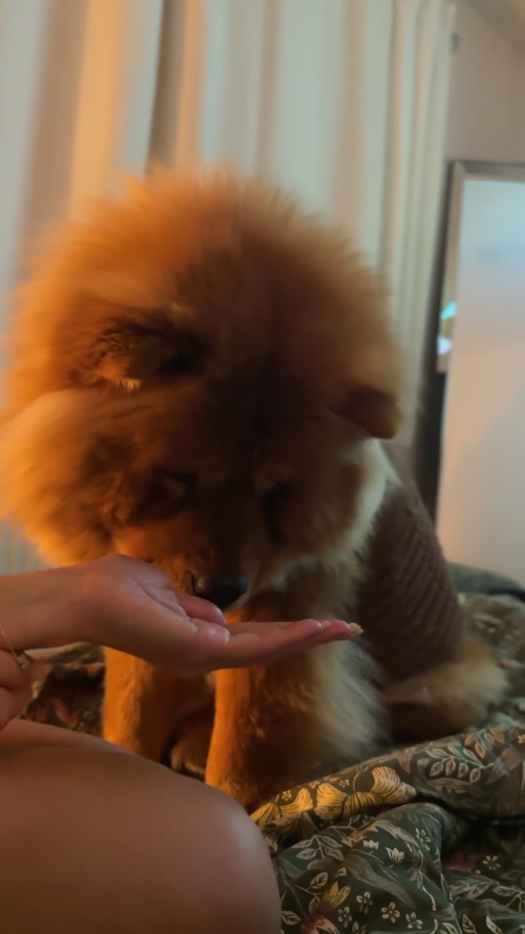 Chow Chow dogs for sale: Beautiful Lily & Lexi – Heartbreaking Rehome  - Video 4