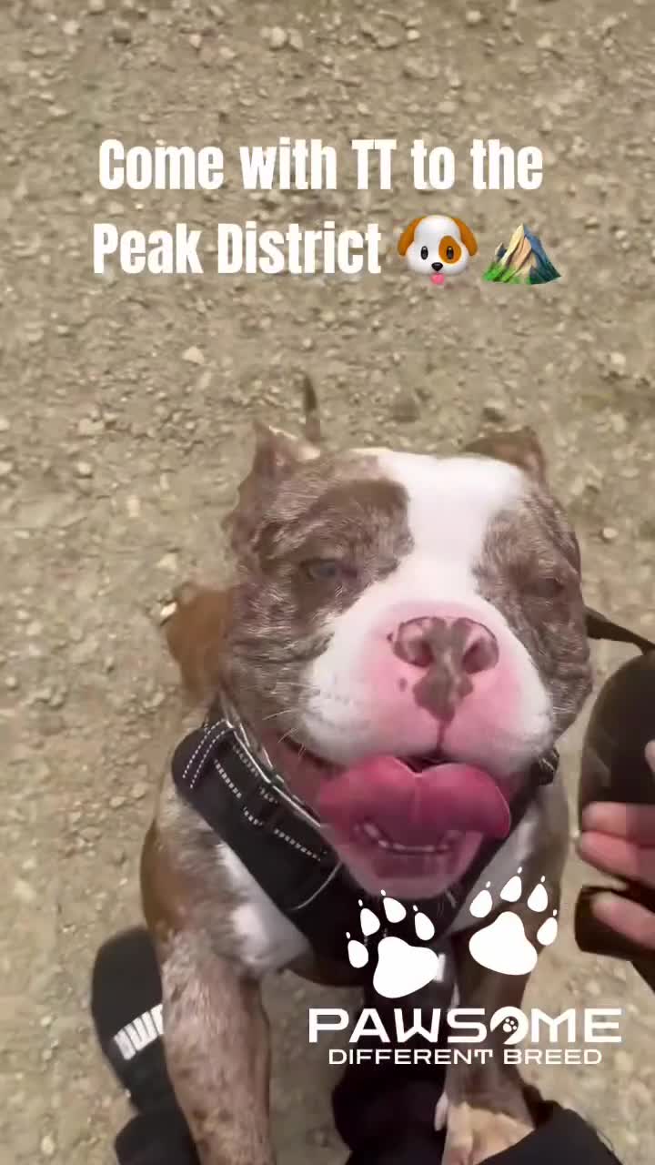 American Bully dogs for sale: Merle Pocket Bully - Video 1