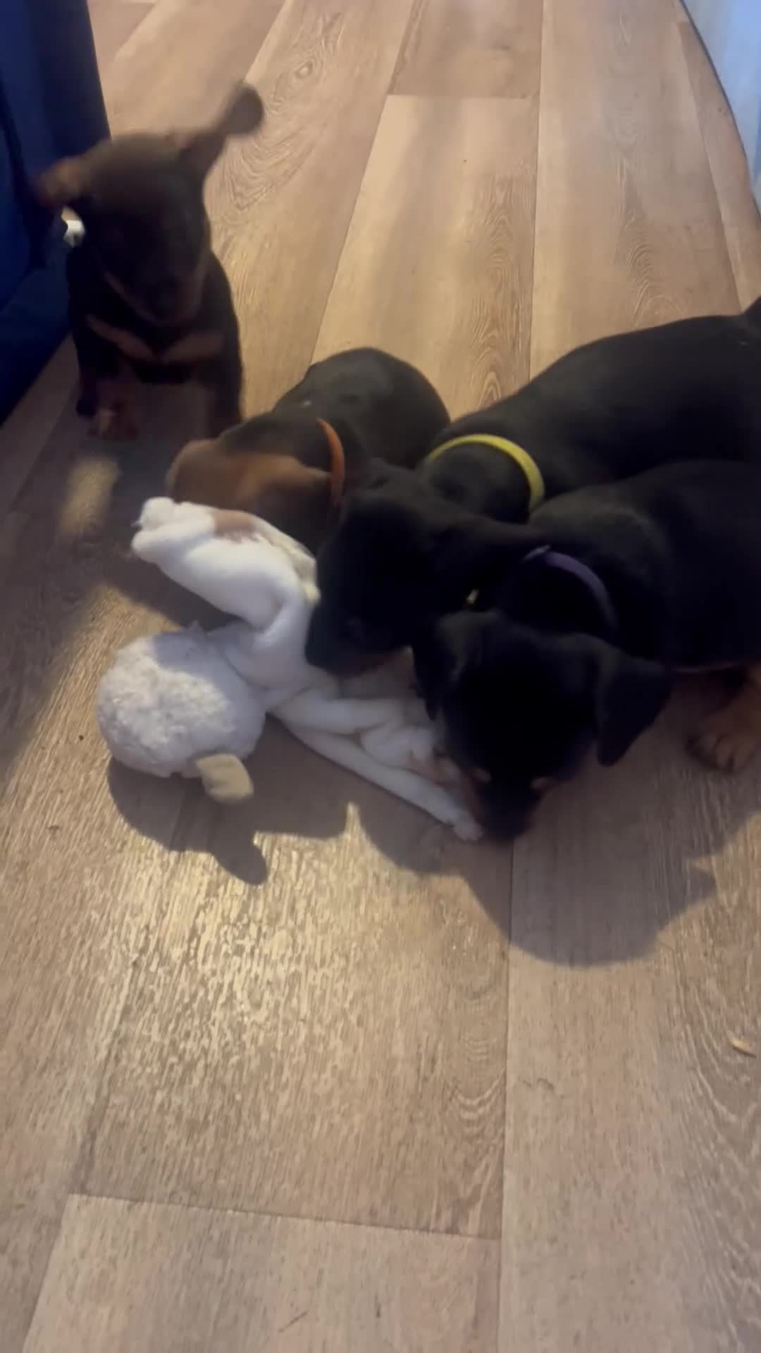 Miniature Dachshund dogs for sale: 5 Boys!! Rough haired / Smooth 🩵💙🩵💙🩵 - Video 1