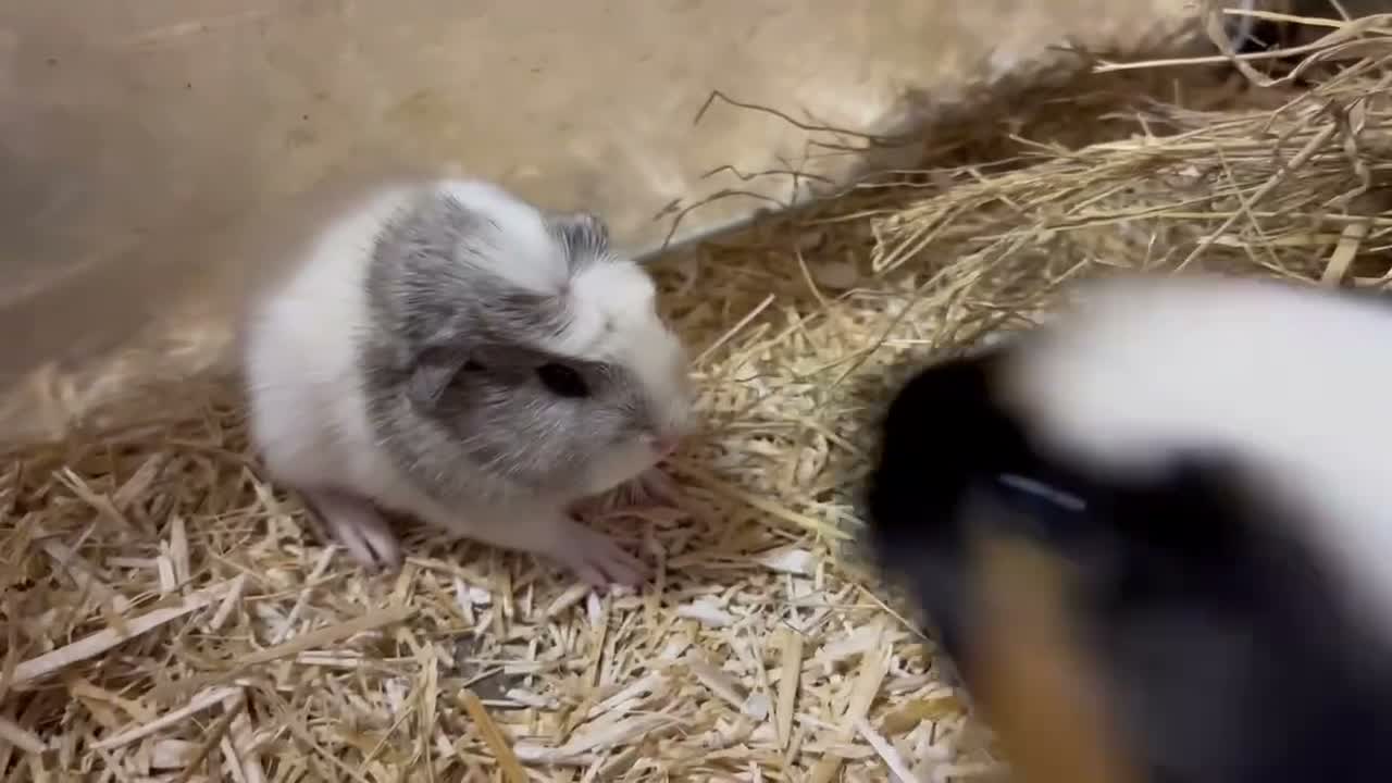 Guinea Pig rodents for sale: Boys and girls babies  - Video 2