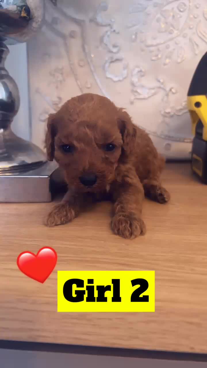Miniature Poodle dogs for sale: KCREG miniature poodle puppies  - Video 2
