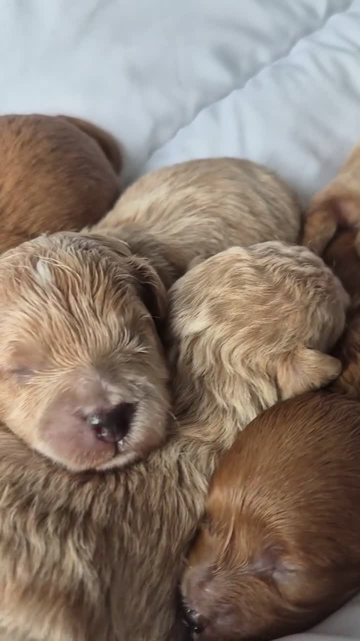 Westiepoo dogs for sale: Beautiful westipoo - Video 1