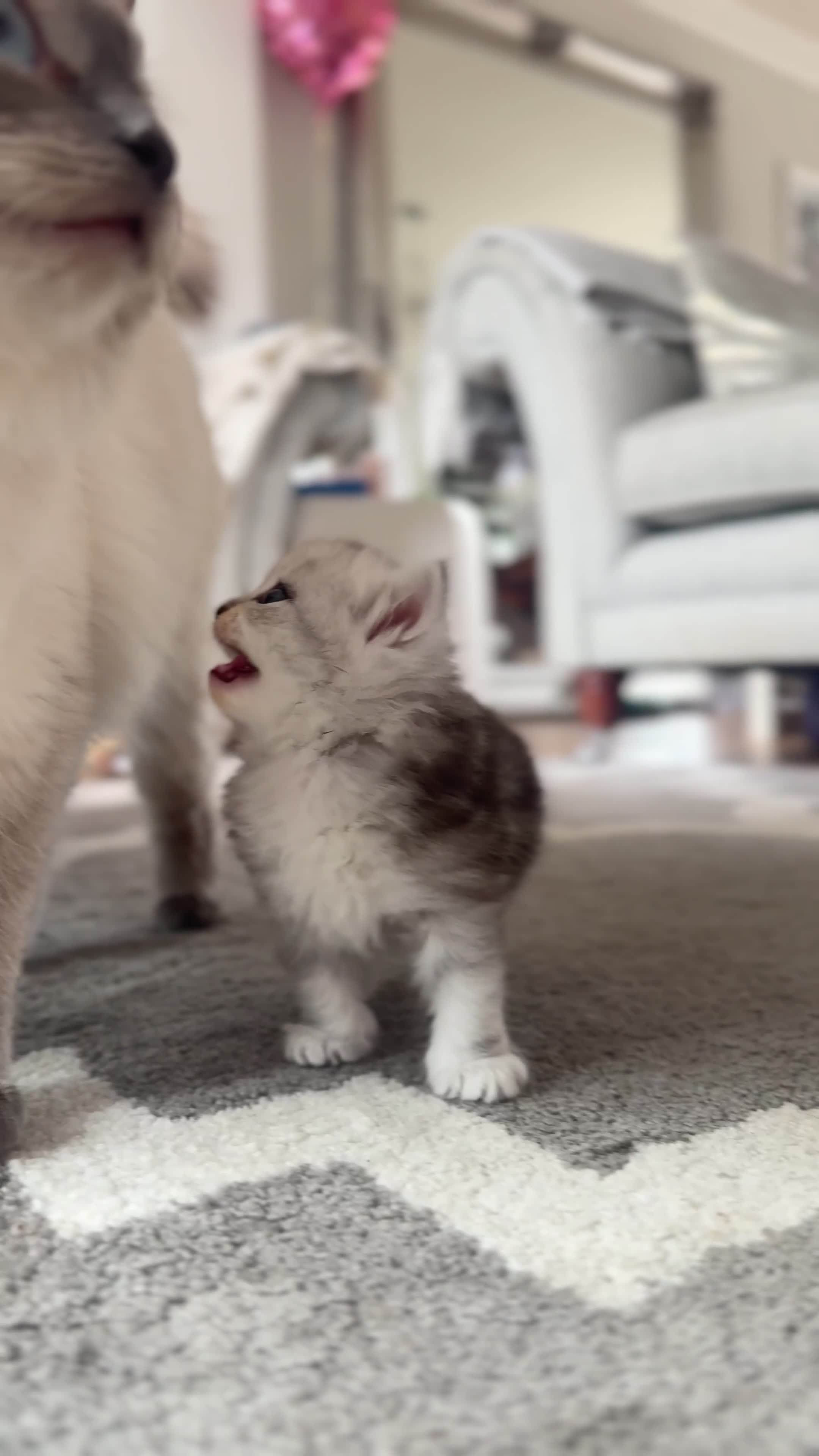 Perdoll cats for sale: Rare Perdolls  - Video 1