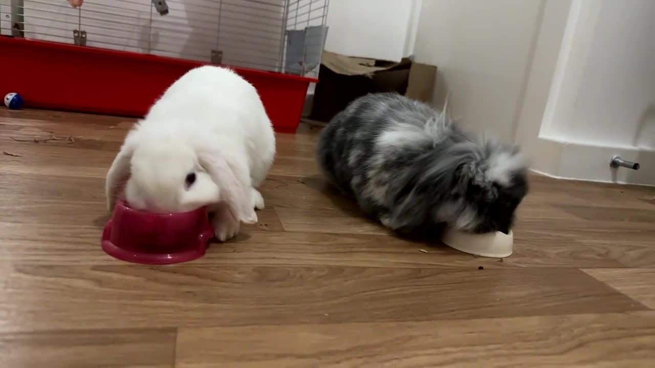 Mini Lion Lop rabbits for sale: Beautiful Bunny’s Sushi 5yrs & Marshmallow 3yrs - Video 5