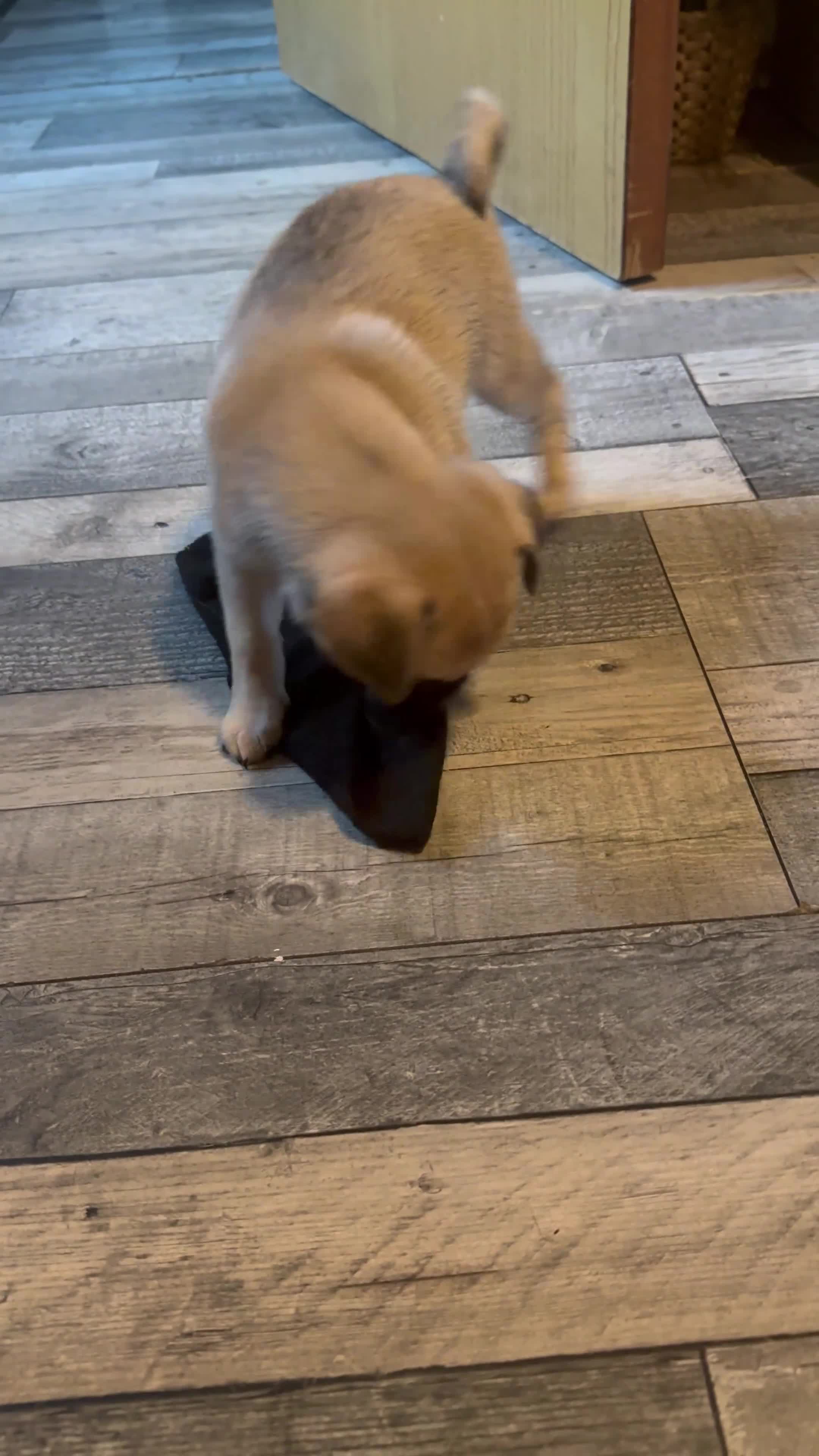 Chug dogs for sale: 2 puppy chugs for sale  - Video 3