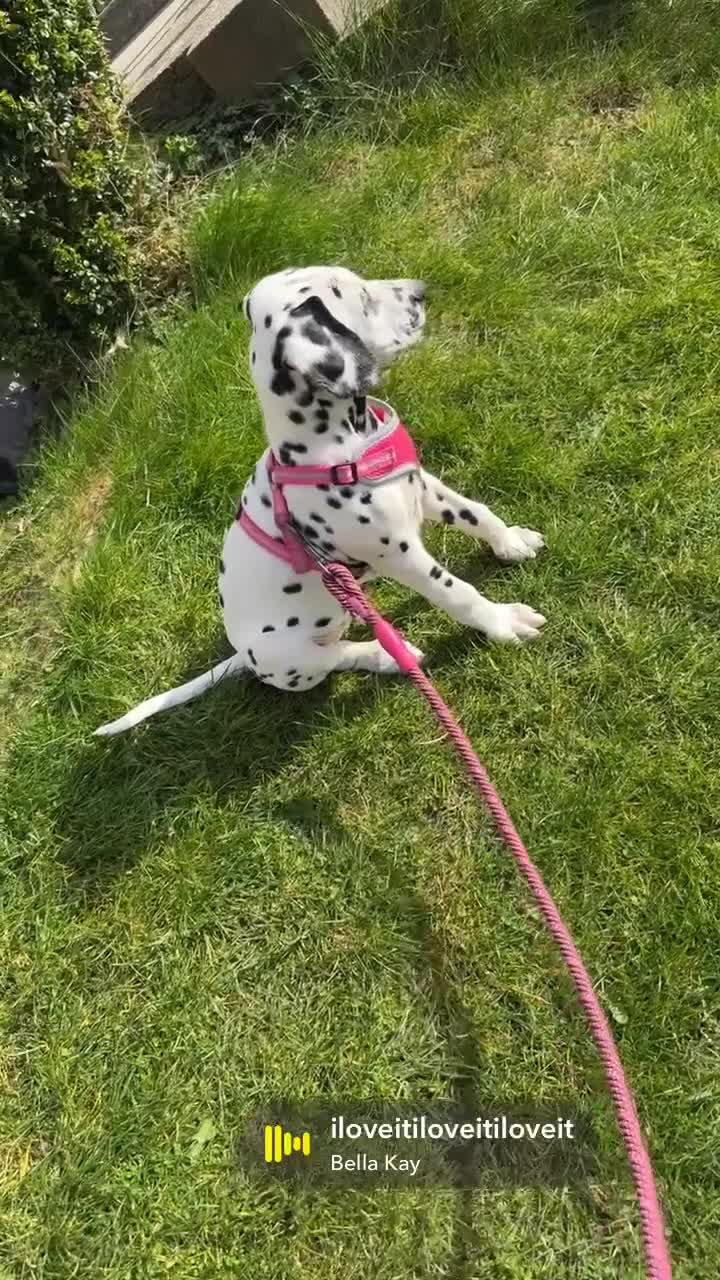 Dalmatian dogs for sale:  KC REGISTERED DALMATIAN PUPS  - Video 1