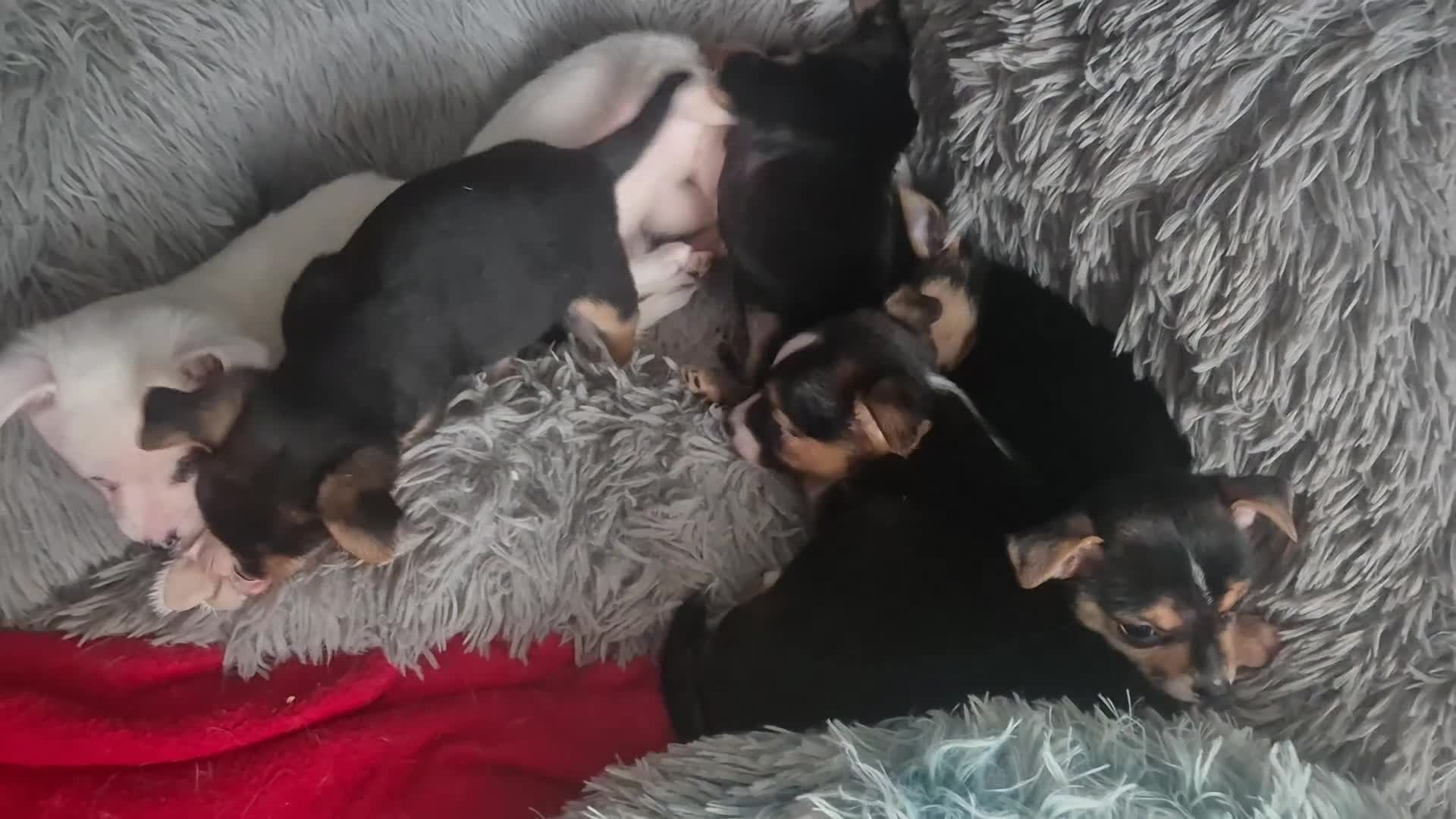 Mixed Breed dogs for sale: Miniature Jack Russell x Chihuahua Pups - Video 1