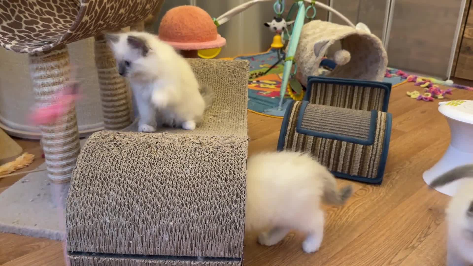 Ragdoll cats for sale: GCCF Registered Ragdoll Kittens - Video 2