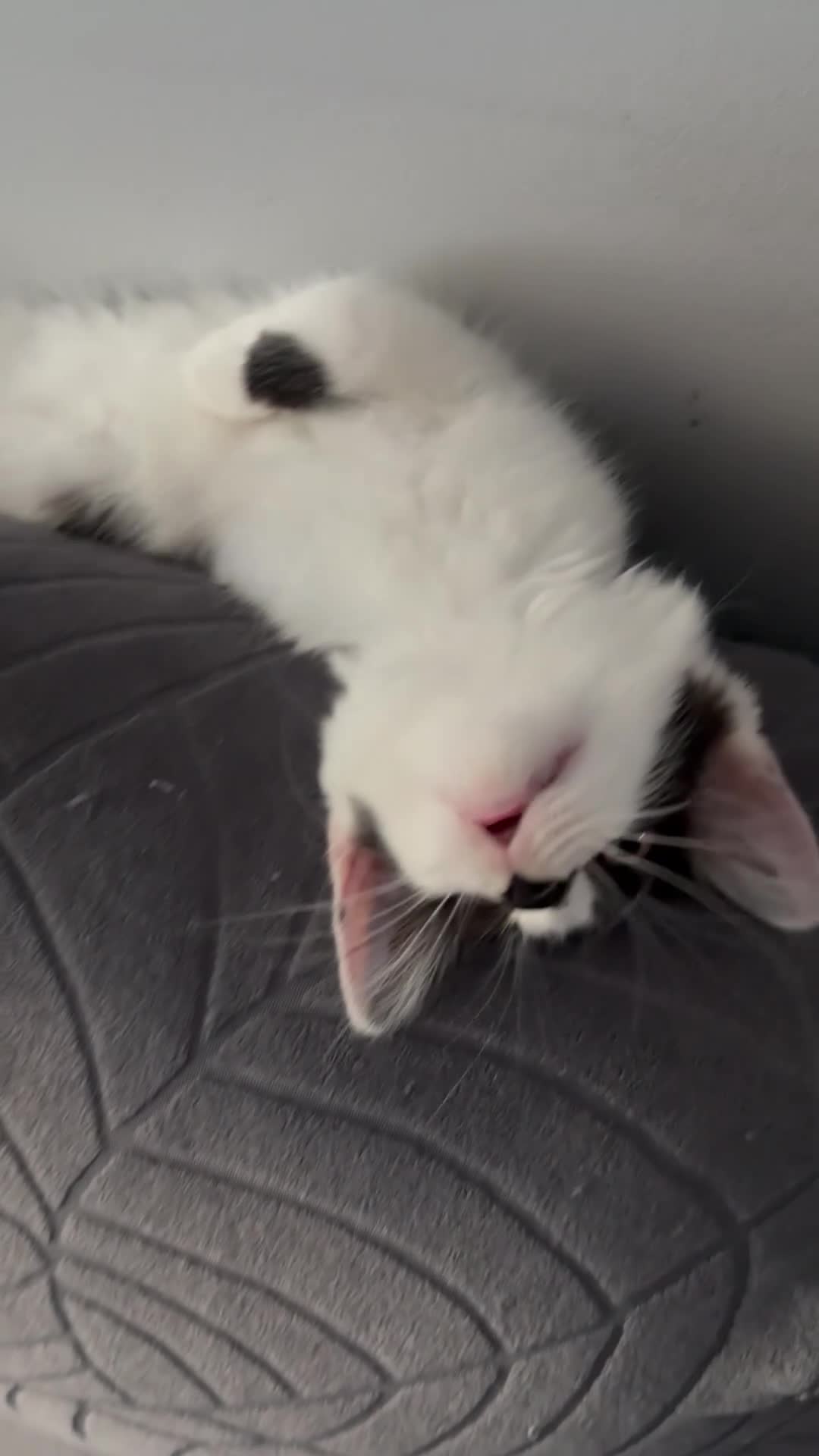 Turkish Angora cats for sale: Smudge ready to find a loving home  - Video 1