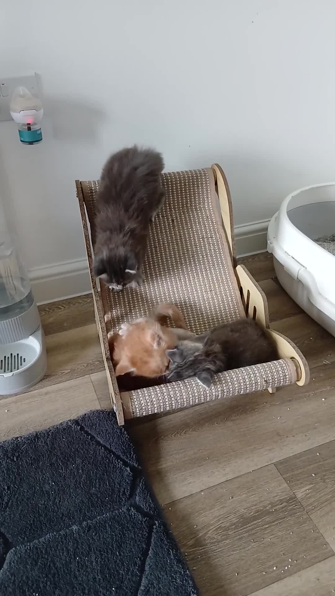 Maine Coon cats for sale: Beautiful pure Bred Maine Coon Kittens  - Video 1