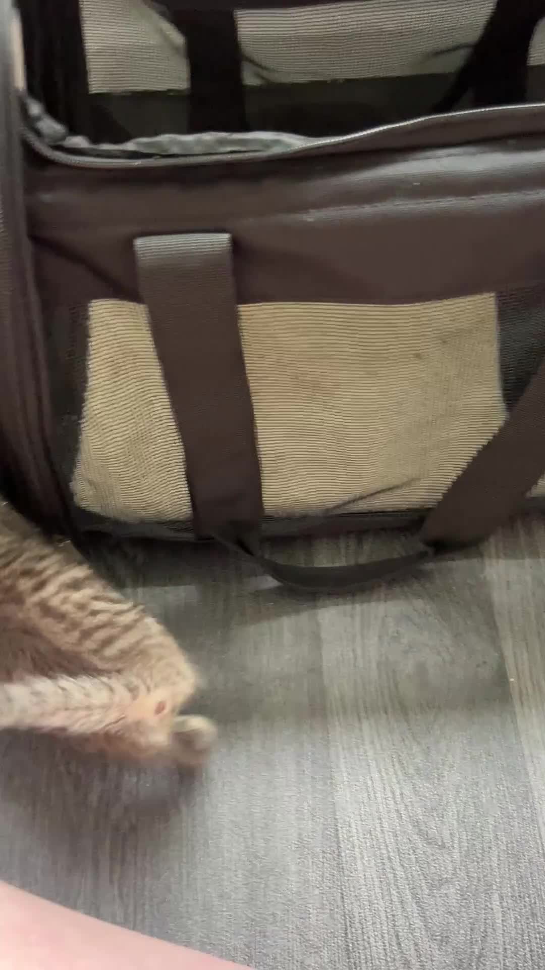 Mixed Breed cats for sale: 5 Kittens mixed breed in Dukinfield - Video 1