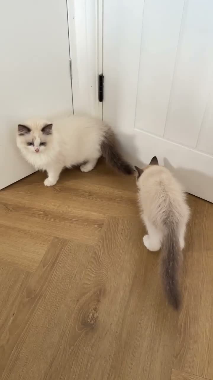 Ragdoll cats for sale: Stunning READY TO LEAVE RAGDOLLS - Video 1
