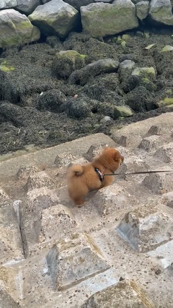 Chow Chow dogs for sale: Outstanding Red Chow Chow Boy – Ready Now ⭐ - Video 1