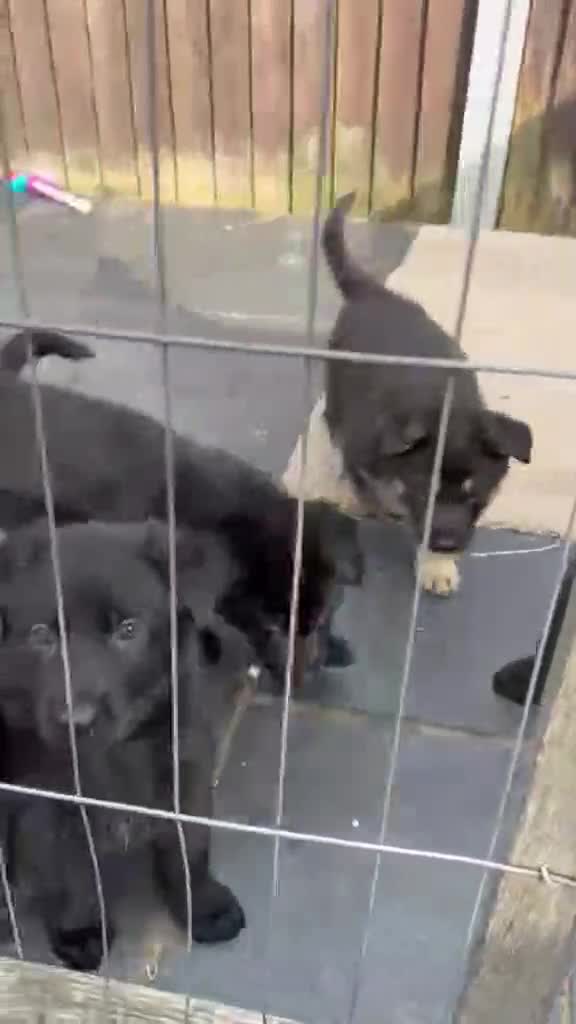German Shepherd dogs for sale: German Shepard Pups - Ready to leave now! in Goole - Video 1