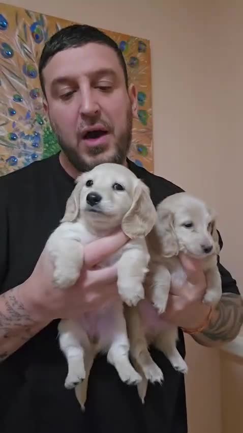 Miniature Dachshund dogs for sale: Beautiful Fluffy Dachshund Puppies – KC Registered - Video 1
