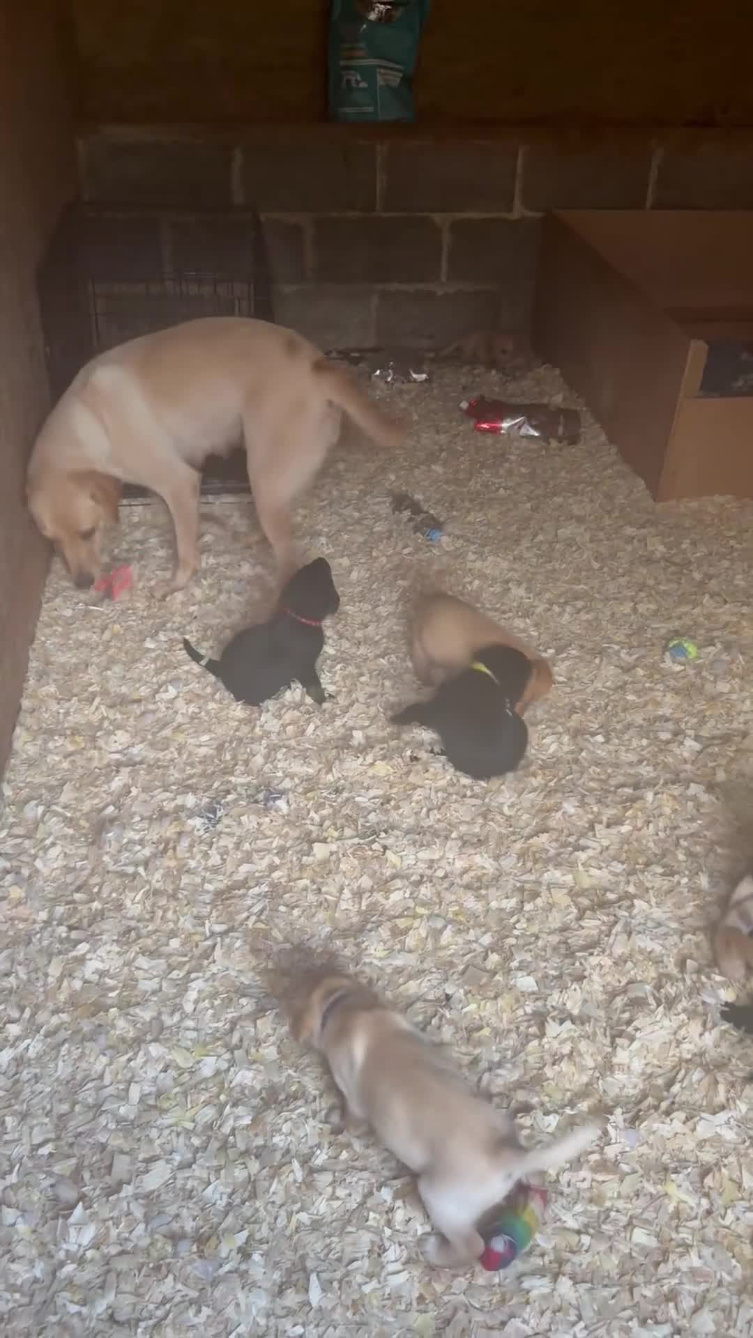 Labrador Retriever dogs for sale: 🖤 KC Reg Black Lab Pups 2 Girls Available 🖤 - Video 1