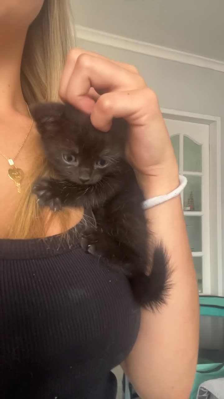 Mixed Breed cats for sale: Kittens for sale - Video 2