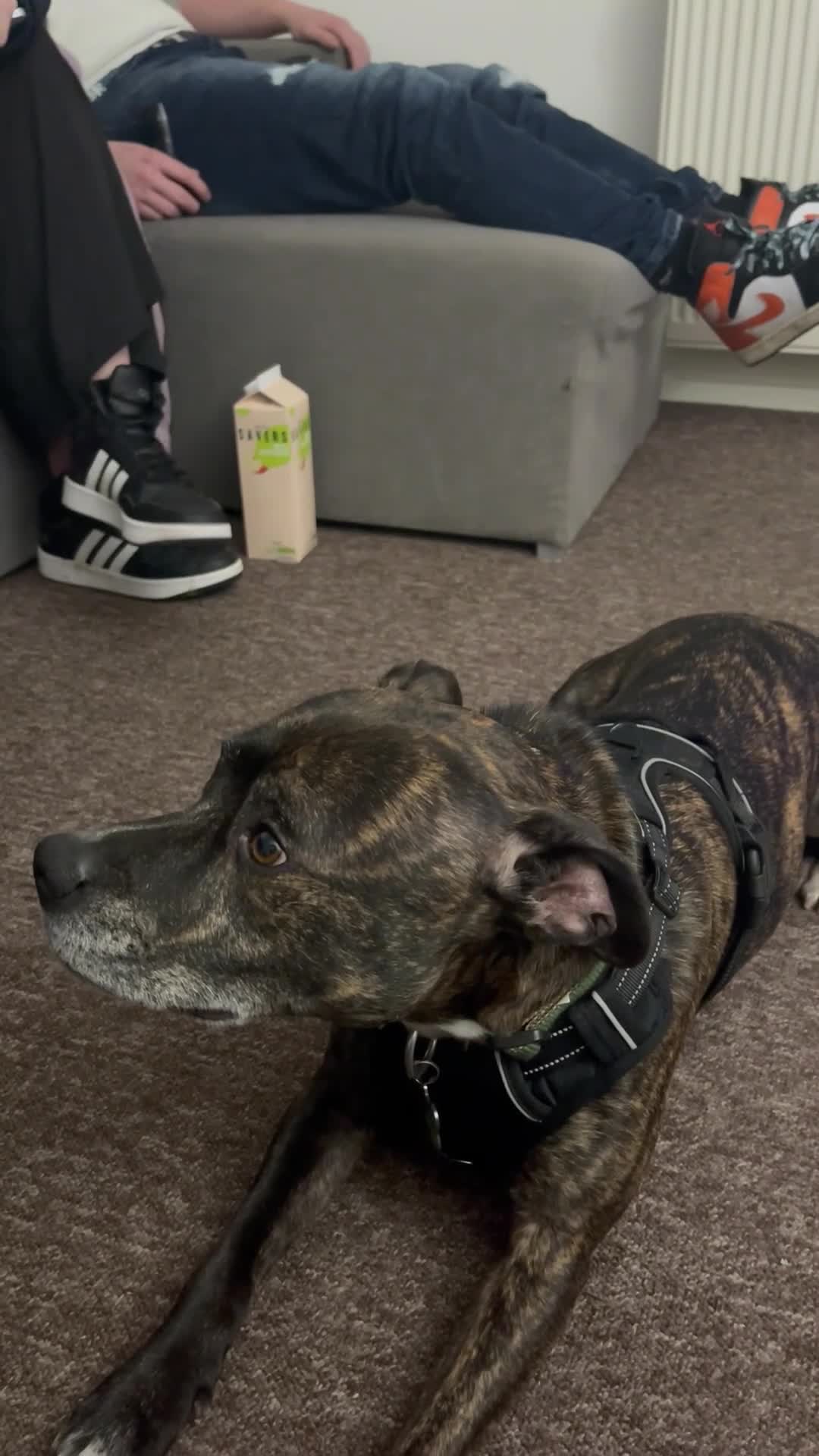 Mixed Breed dogs for sale: Marley the most loving dog - Video 2