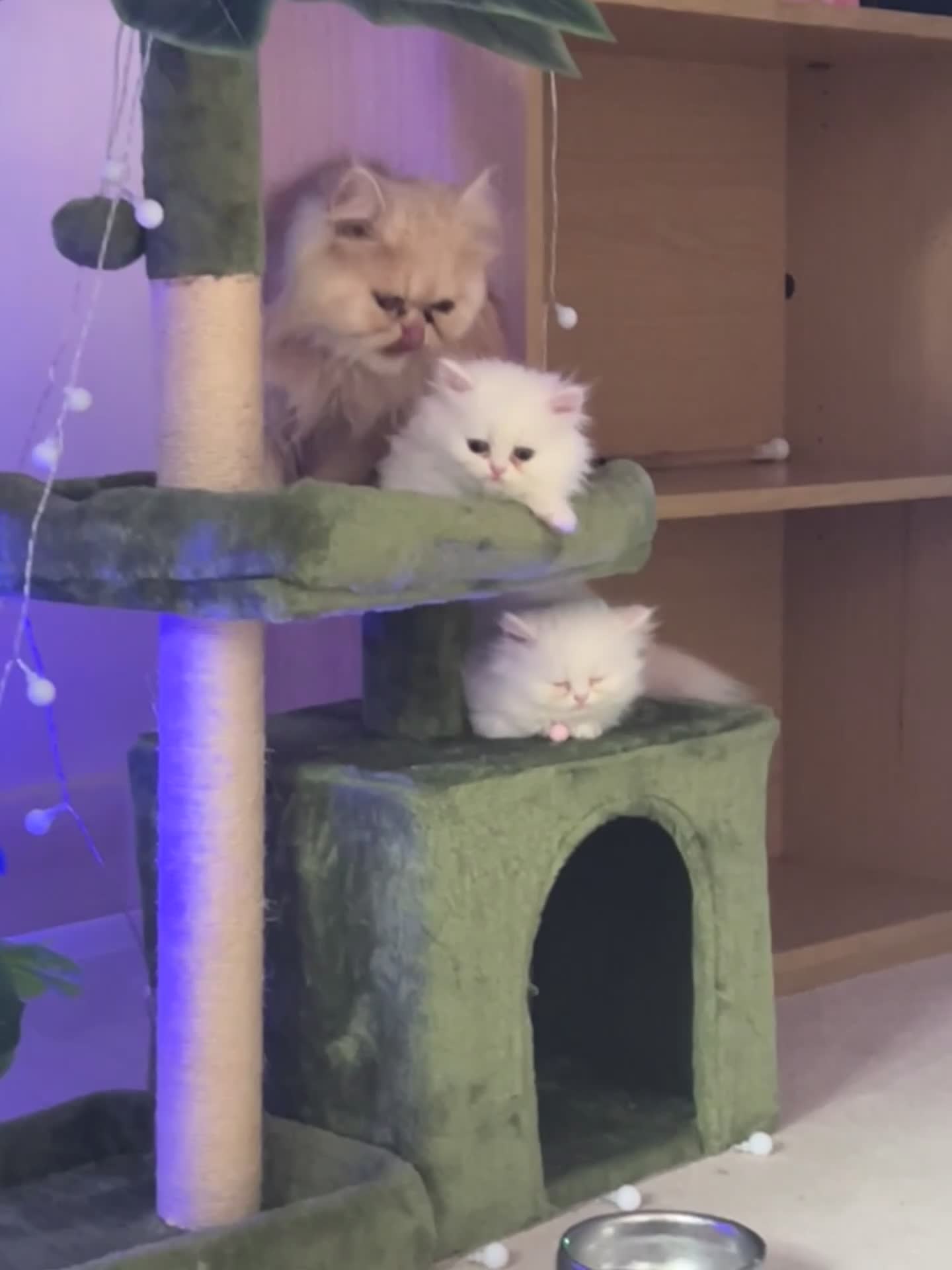 Persian cats for sale: Persian kitten🌷🌾 EXOTIC DOLL FACE PERSIAN -  - Video 1