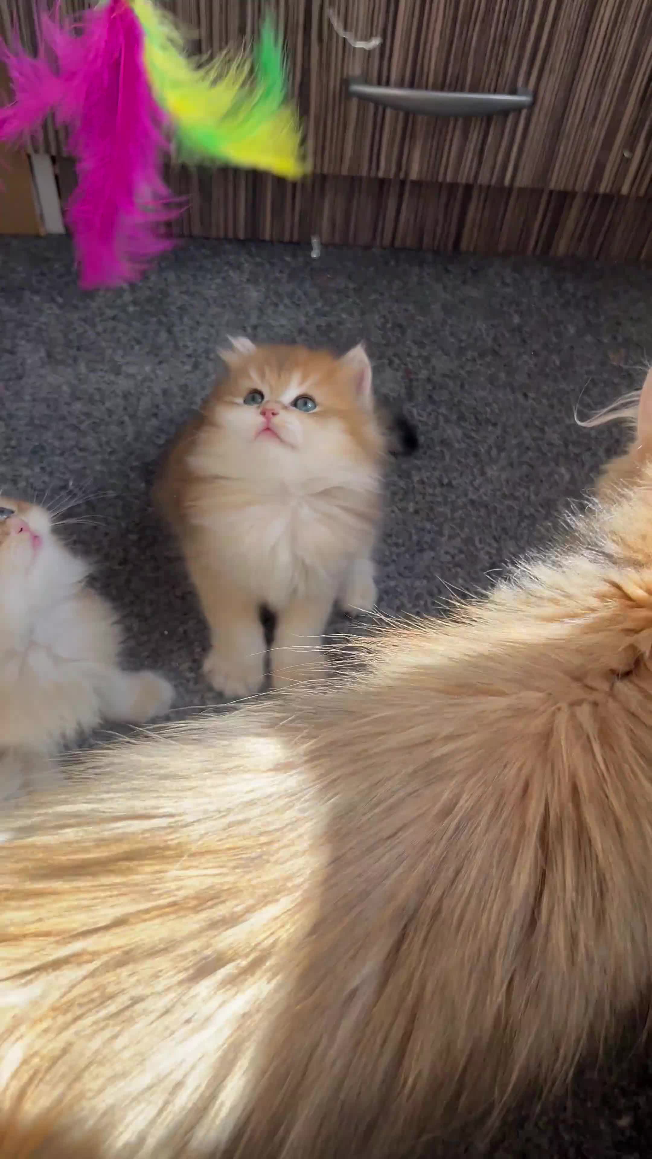 British Longhair cats for sale: 👑 GCCF Champion Line British Kittens 🐾 - Video 2