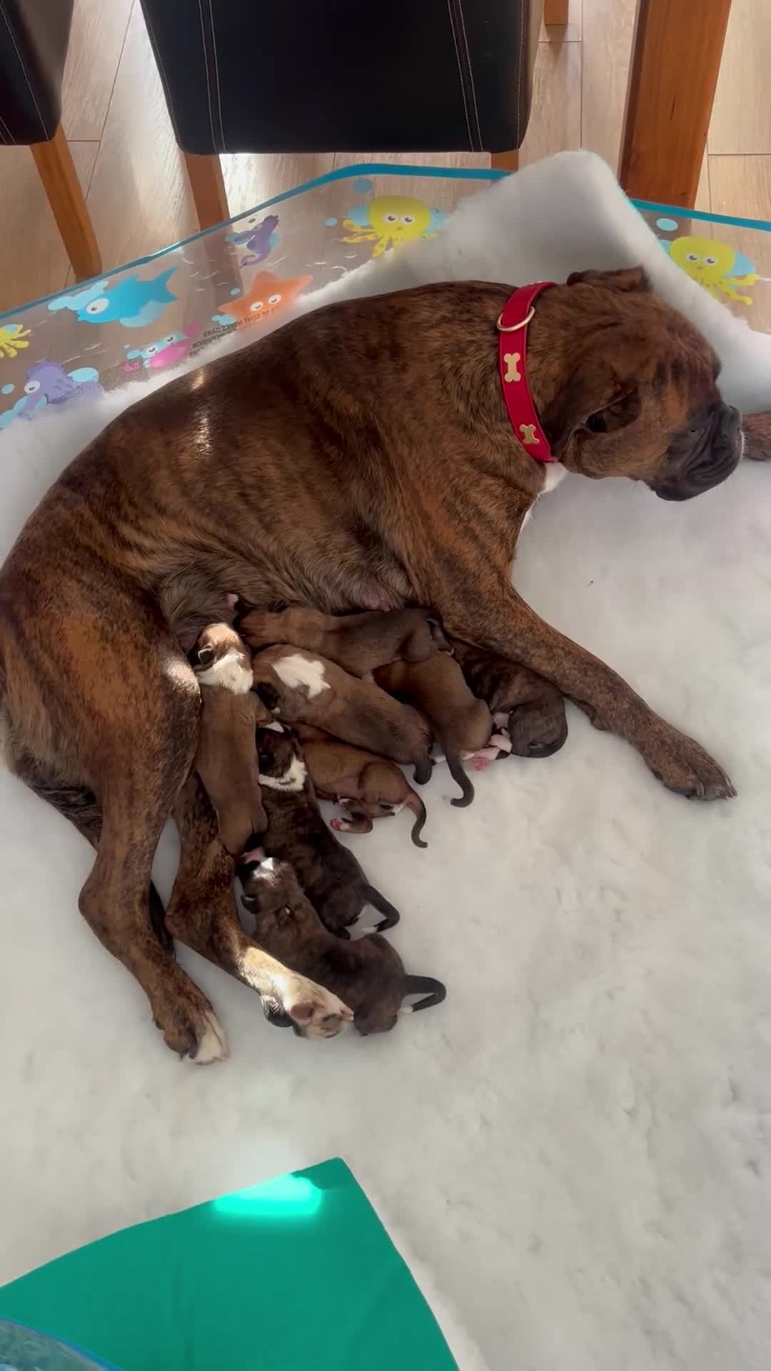 Boxer dogs for sale: Gorgeous litter of boxer puppies 🐶  in Nottingham - Video 1