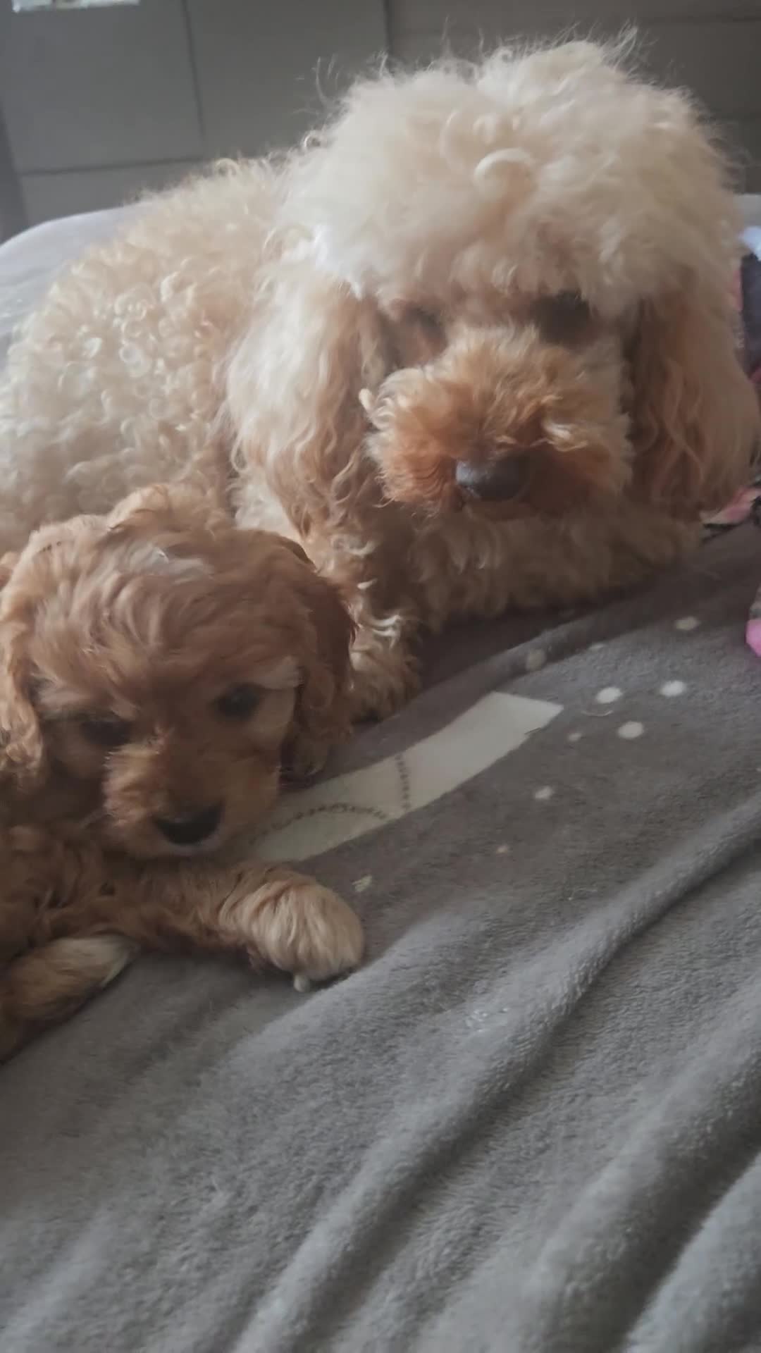 Cavapoo dogs for sale: Teddy bear F1 cavapoo  - Video 3