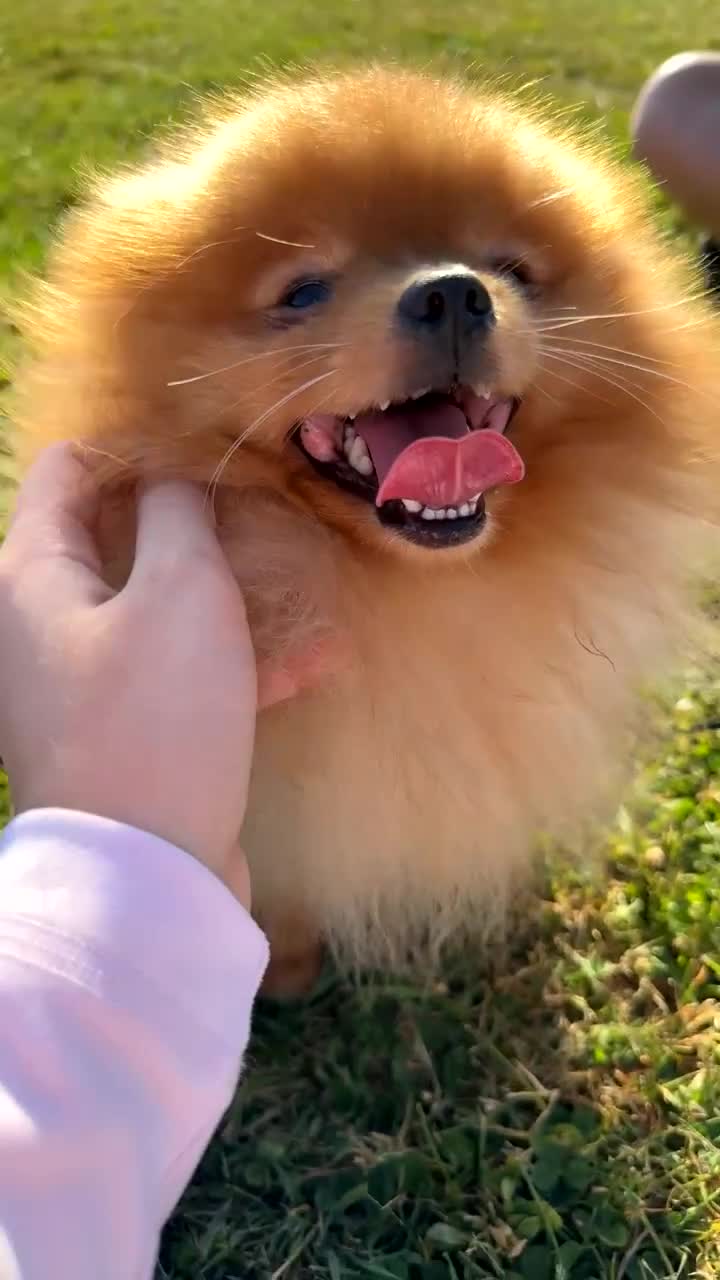Pomeranian dogs for stud: Gorgeous Friendly Pomeranian for stud 🐶💖 - Video 2