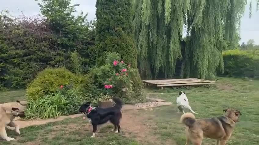 Mixed Breed dogs for adoption: TEDDY - Romanian Carpathian Shepherd Dog - Video 1