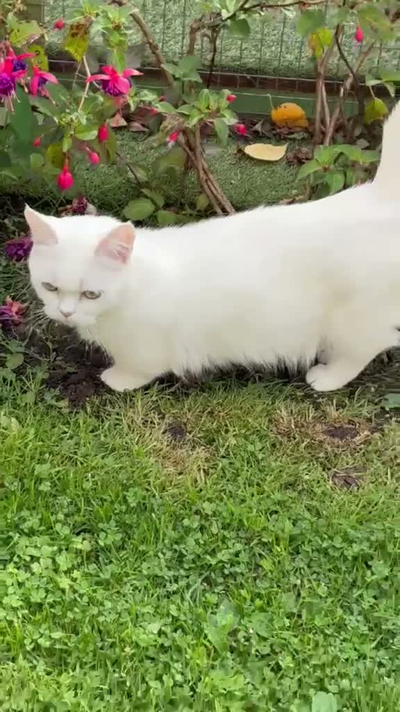 Munchkin cats for sale: 😻❤️ Marshmallow “Baby” ❤️🥰 - Video 2