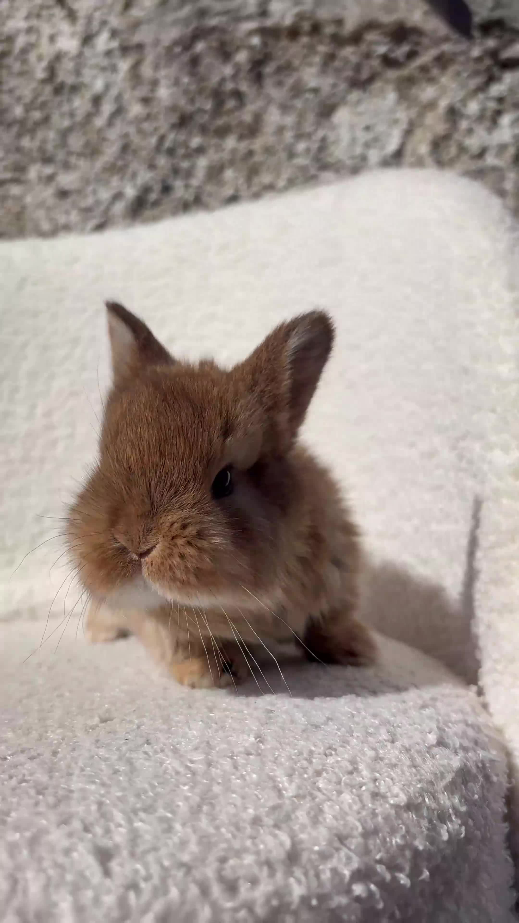 Mini Lop rabbits for sale: Beautiful mini lop cross Netherland dwarf - Video 1