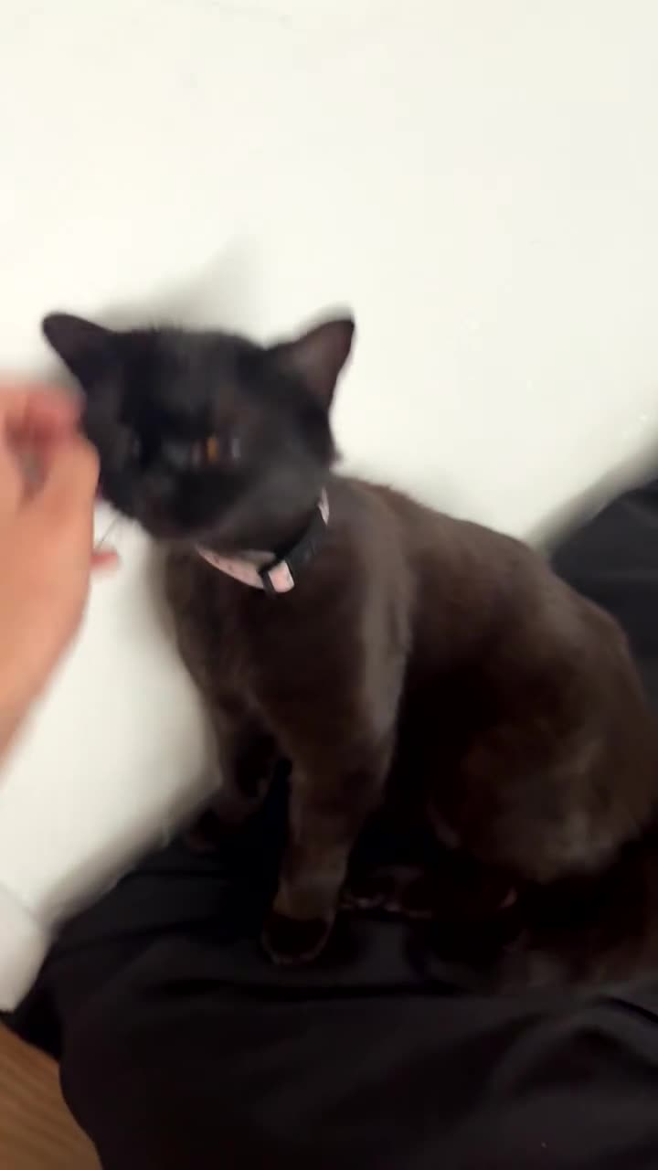 British Shorthair cats for sale: Beautiful Black British Shorthair Young Adult Cat - Video 2