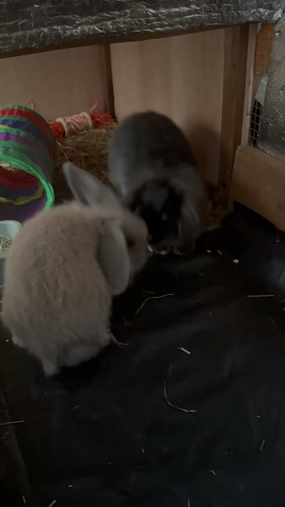Lionhead rabbits for sale: Lion baby rabbits  - Video 1
