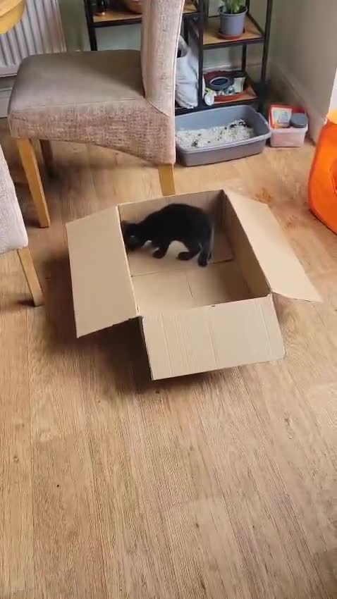 Mixed Breed cats for sale: 4 boys - Video 3
