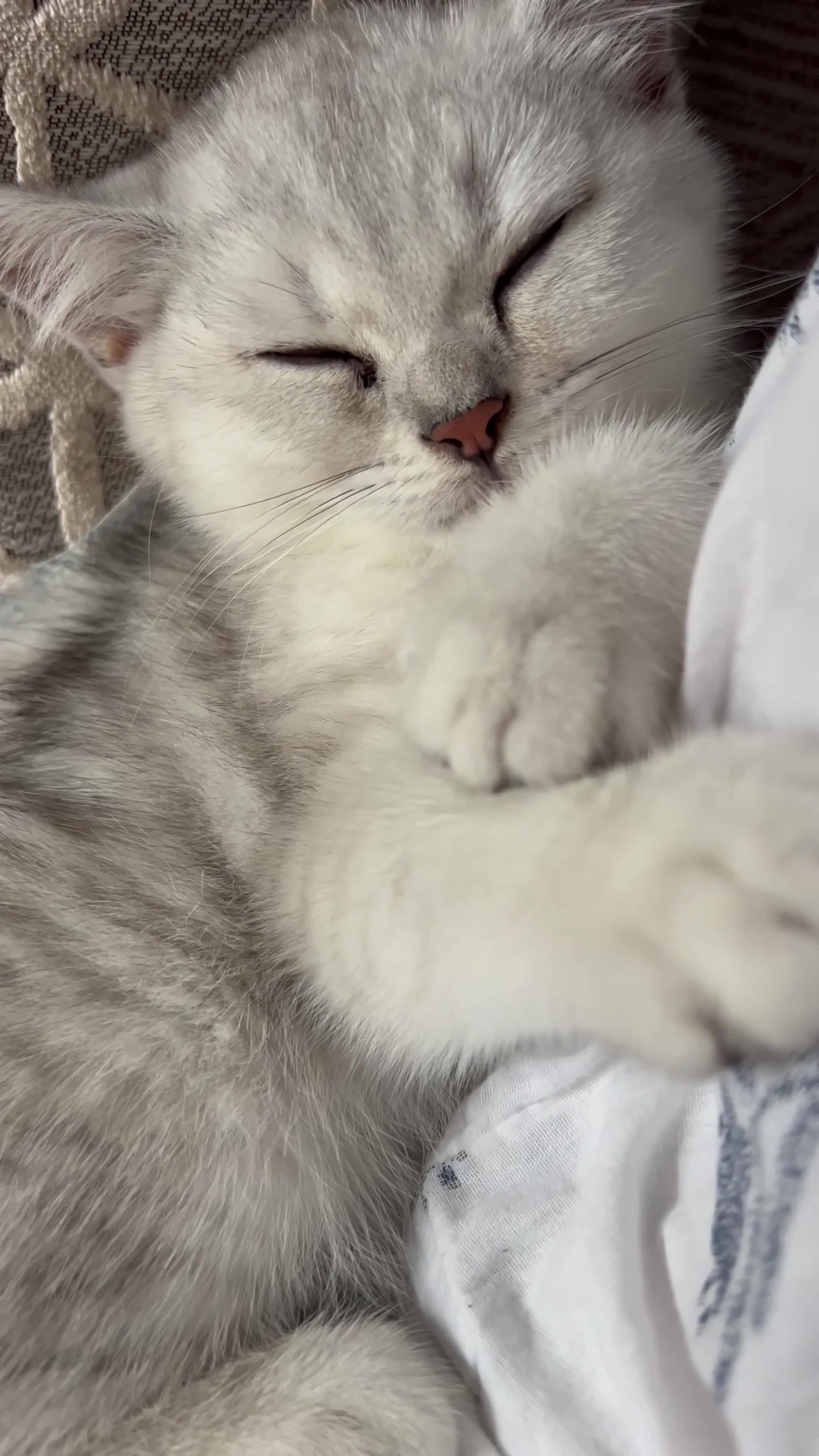 British Shorthair cats for sale: Male British short hair kitten - Video 2