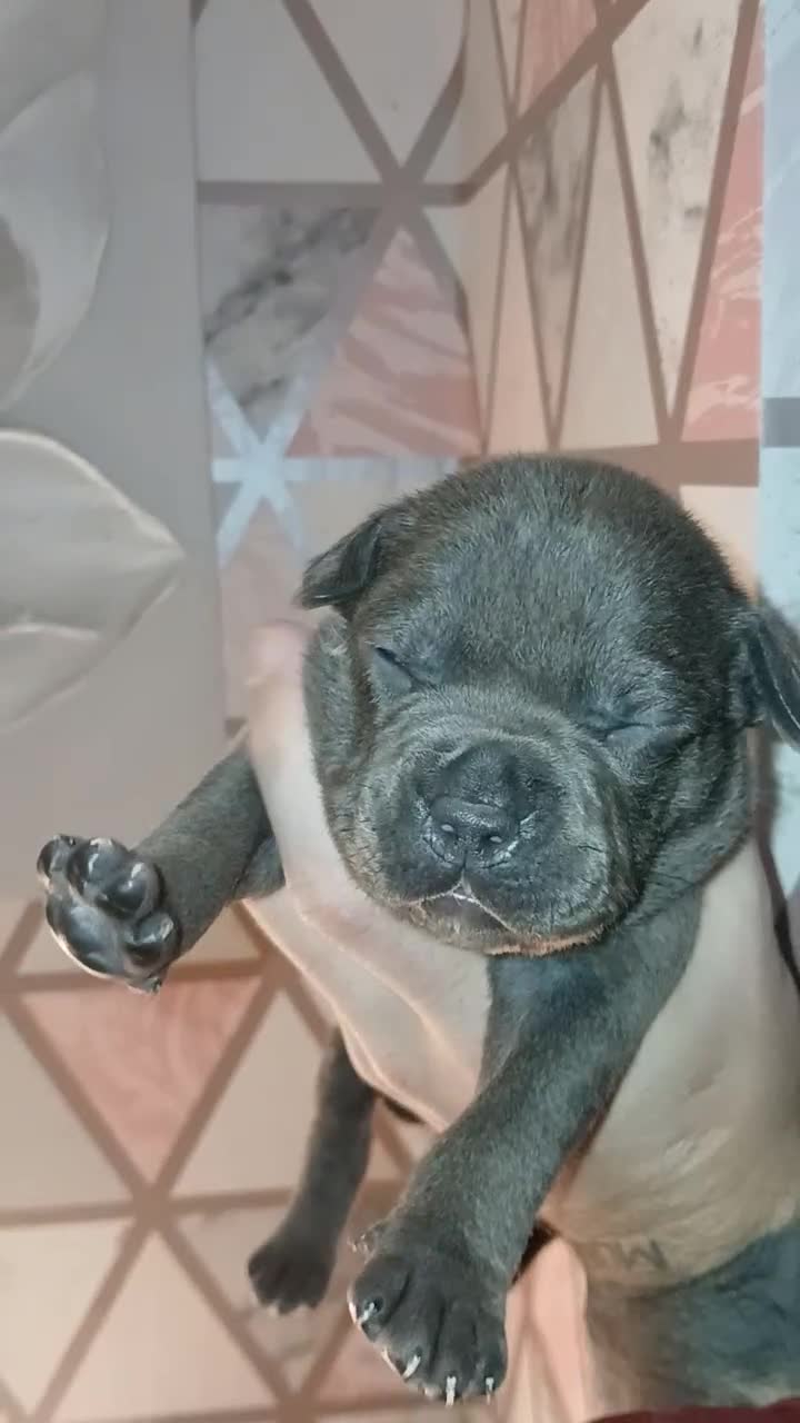 Staffordshire Bull Terrier dogs for sale: Beautiful Staffordshire Bull pups  - Video 3