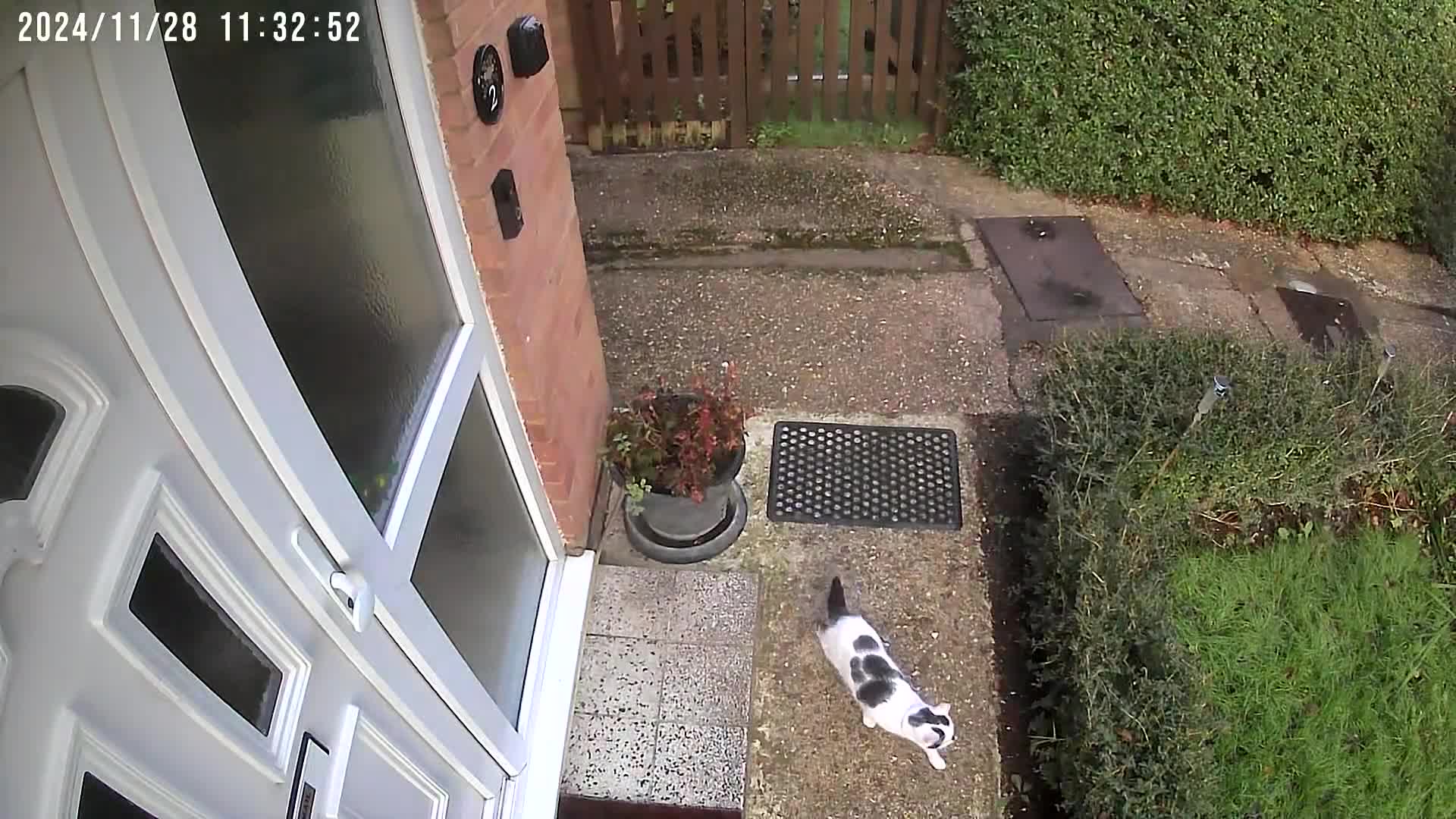 Mixed Breed cats for sale: Male  Cat - Video 1