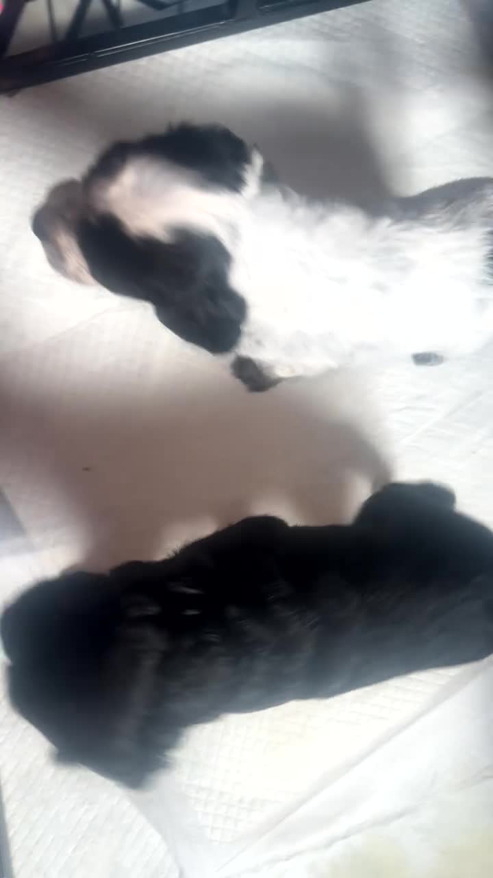 Cockapoo dogs for sale: F2 Cockapoo  - Video 2