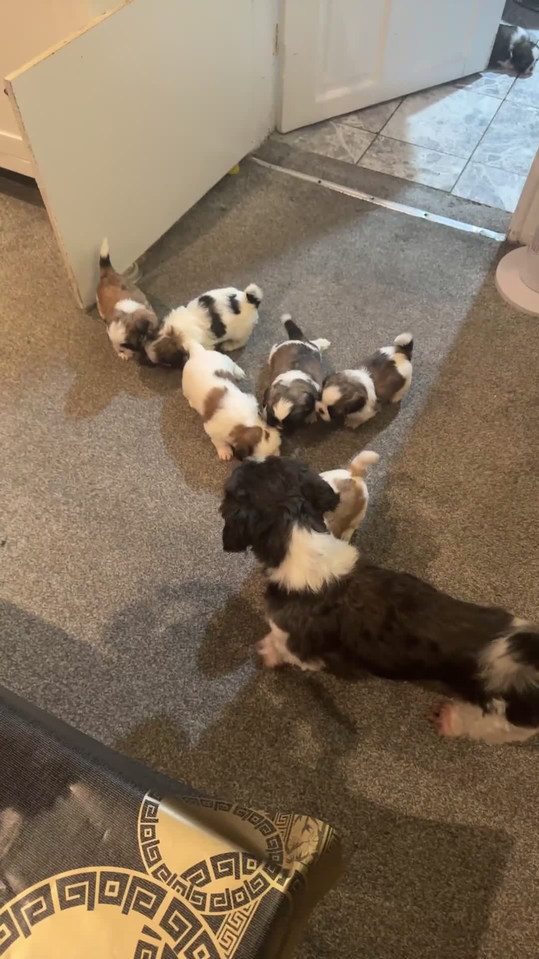 Shih Tzu dogs for sale: 7 Shih Tzu puppies looking new home  - Video 1