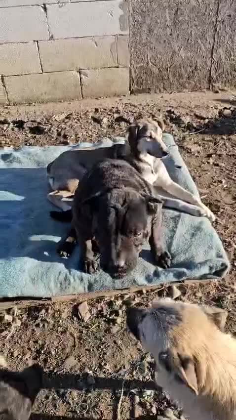 Shar Pei dogs for adoption: LIPA - a Superb, limping Girl, for a Loving Home - Video 1