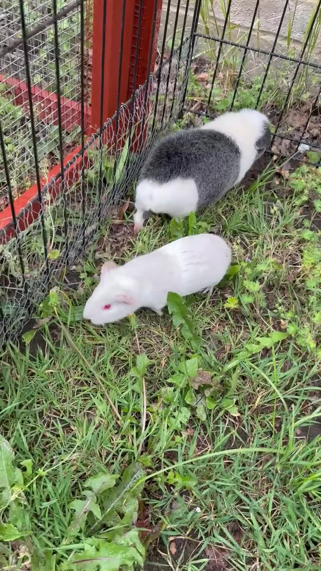 Guinea Pig rodents for sale: Baby guinea pigs  - Video 1