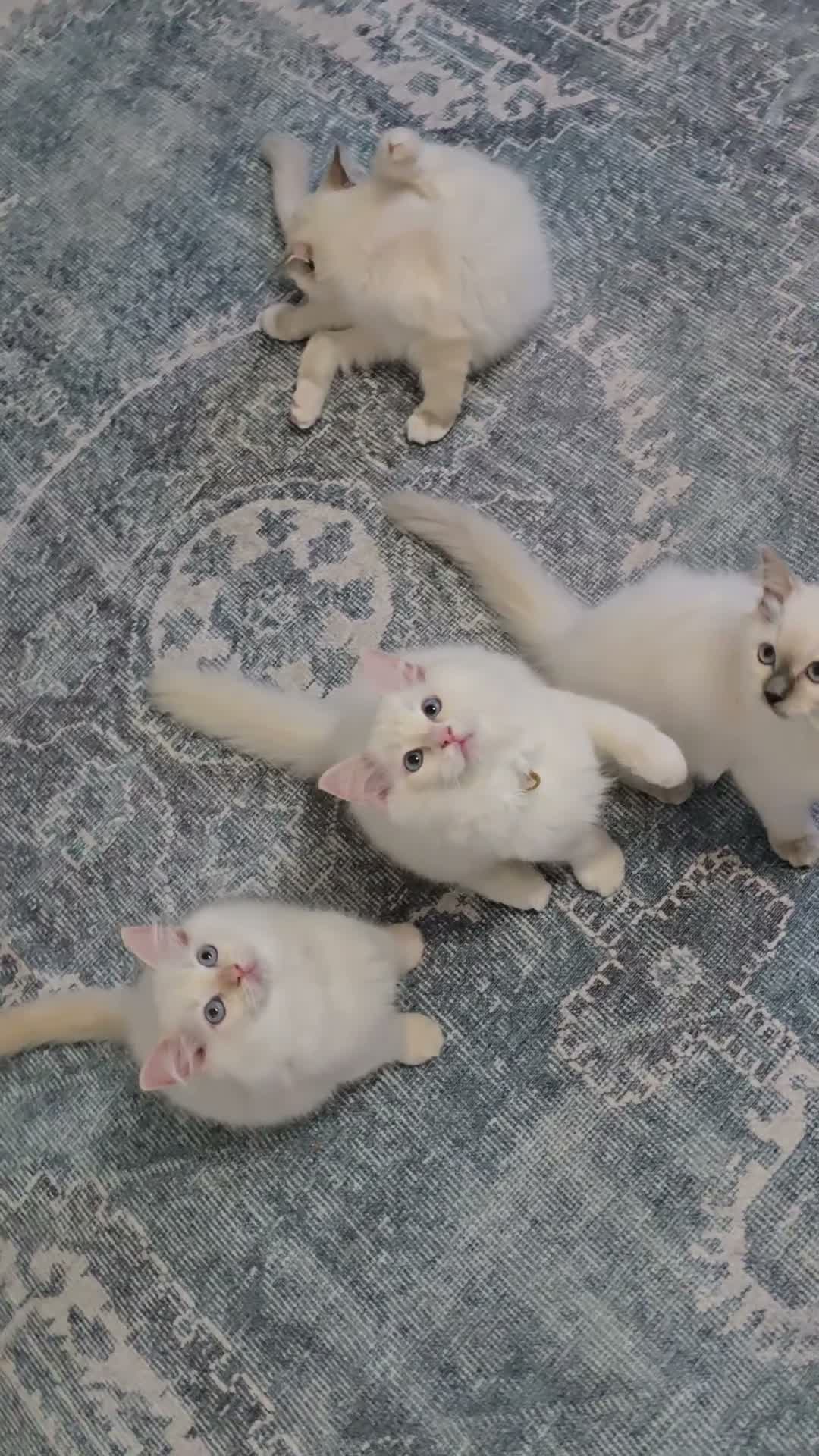 Ragdoll cats for sale: Ragdoll Kittens blue point and flame point - Video 2