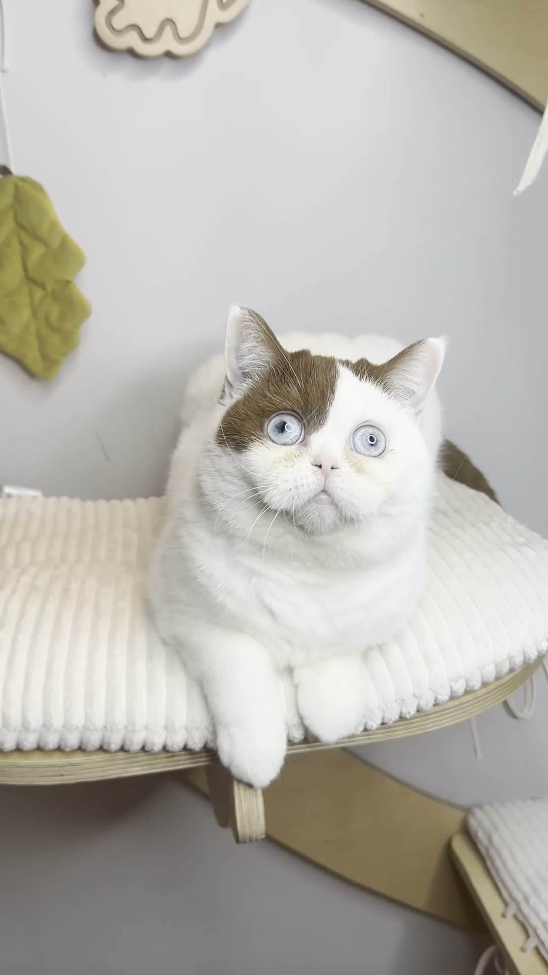 British Shorthair cats for sale: Blue Eyed BSH beauty - Video 1