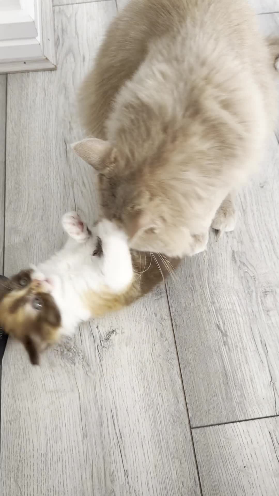 British Longhair cats for sale: Adorable British Longhair kittens - TICA registred - Video 3